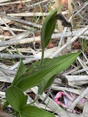 Cypripedium candidum