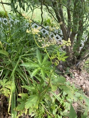 Filipendula rubra