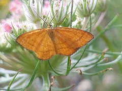 Idaea flaveolaria