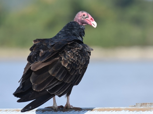 Turkey Vulture photographed in Missouri