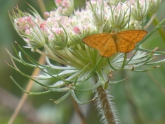 Idaea flaveolaria