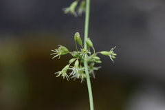 Silene otites