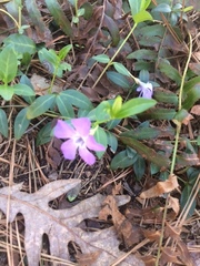 Vinca minor