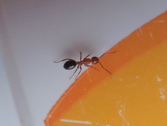 Camponotus decipiens