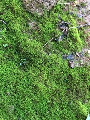 Bryophyta