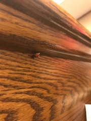 Harmonia axyridis
