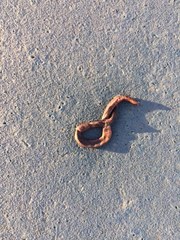 Lumbricus terrestris