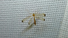 Hylobittacus apicalis