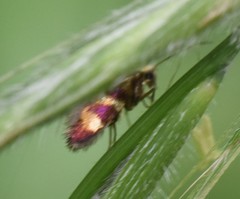 Micropterix