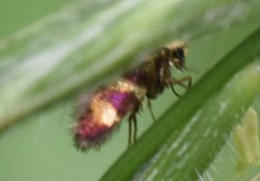 Micropterix