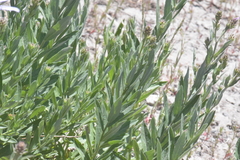 Eucephalus ledophyllus