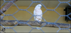 Cacatua moluccensis