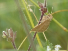 Aplasta ononaria