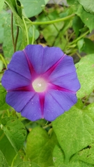 Ipomoea purpurea