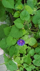 Ipomoea purpurea
