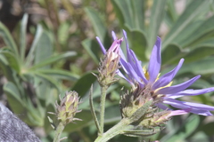 Eucephalus ledophyllus