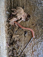 Lumbricus terrestris