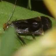 Dichomeris ochripalpella