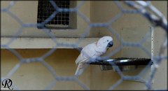 Cacatua moluccensis