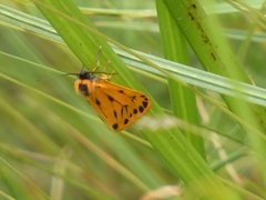 Setina aurita