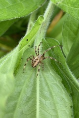 Araneus diadematus