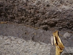 Eumodicogryllus bordigalensis