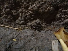 Eumodicogryllus bordigalensis