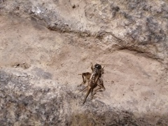 Eumodicogryllus bordigalensis