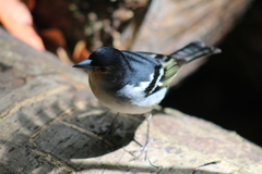 Fringilla coelebs palmae