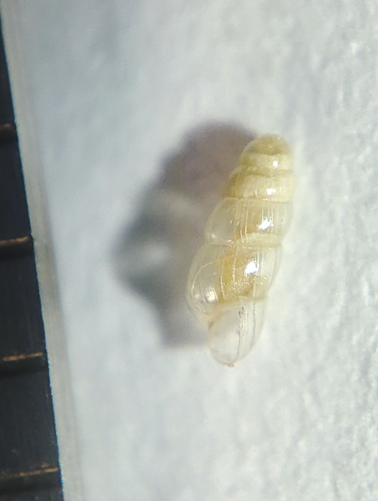 Acicula parcelineata