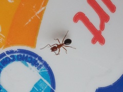 Camponotus decipiens