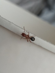 Camponotus decipiens