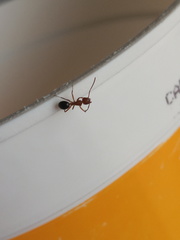 Camponotus decipiens