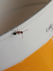 Camponotus decipiens