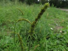 Carex neurocarpa