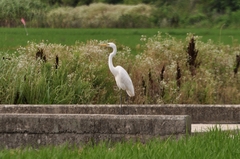 Ardea alba
