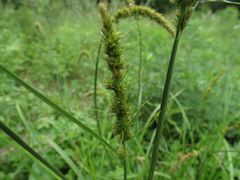 Carex neurocarpa