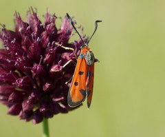 Zygaena laeta