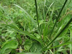 Carex neurocarpa