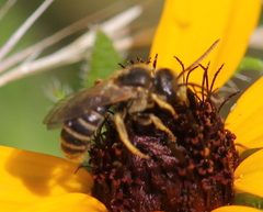 Halictus poeyi