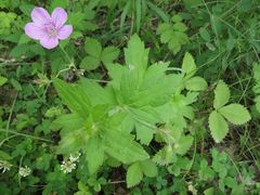 Geranium wlassovianum