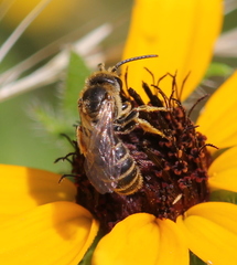 Halictus poeyi