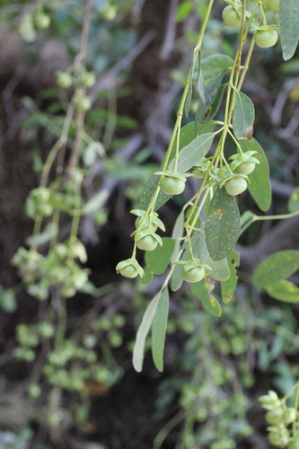 Image of Sonneratia Mangrove (Sonneratia apetala) by no rights reserved