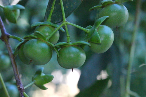 Image of Sonneratia Mangrove (Sonneratia apetala) by no rights reserved