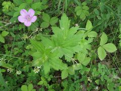 Geranium wlassovianum