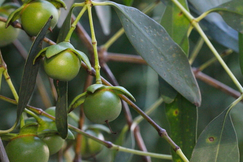 Image of Sonneratia Mangrove (Sonneratia apetala) by no rights reserved