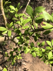 Crataegus aestivalis