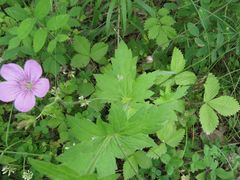 Geranium wlassovianum