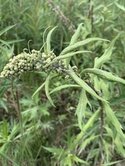 Artemisia tilesii