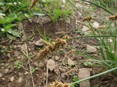 Carex laevissima